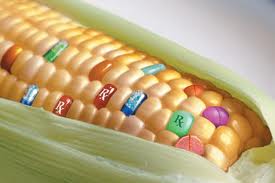 Perché no agli OGM