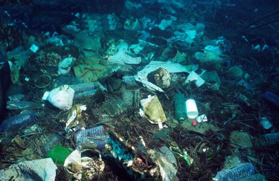 Ecosistemi marini: la minaccia della plastica