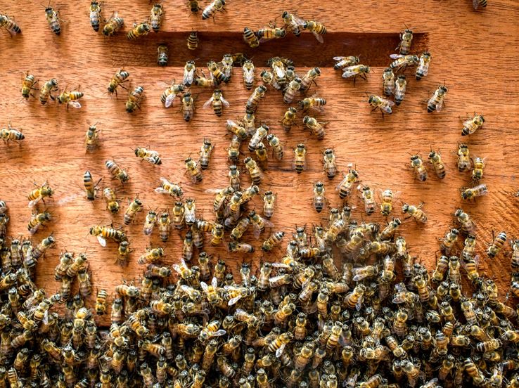 Moria delle api: come intervenire!