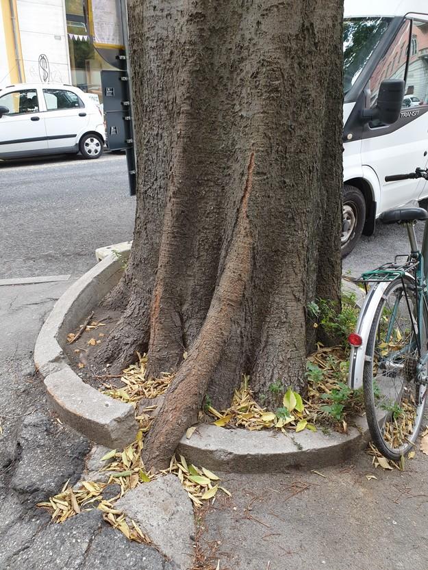 Per la giornata nazionale degli alberi, il Comune di Trieste si impegni a curare e risanare gli alberi esistenti in difficoltà (oltre a piantarne di nuovi)