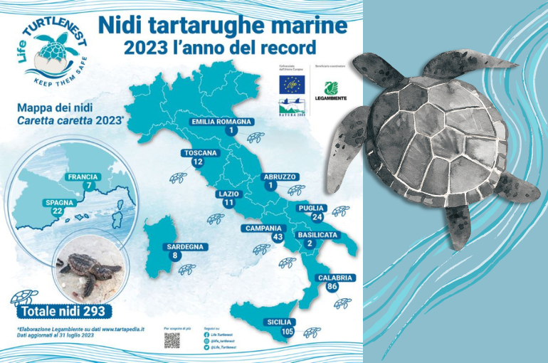 Nidi tartarughe marine, il 2023 è l’anno del record
