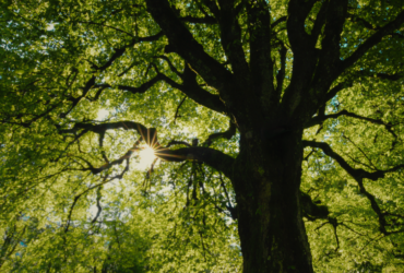 Verde speranza “Alberi, nostri alleati”: i vincitori del concorso per le scuole