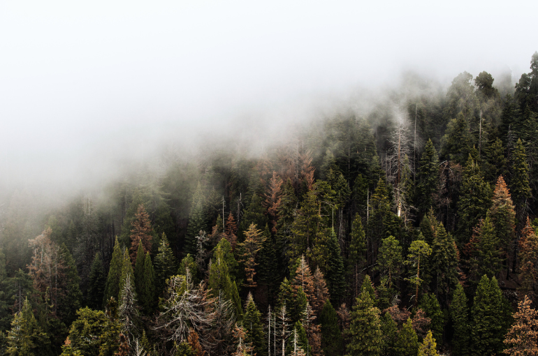 VII Forum nazionale “La Bioeconomia delle Foreste” di Legambiente