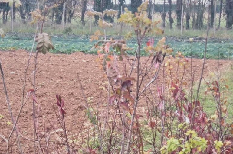 “Buone pratiche” nel parco Basaglia | 28 Novembre 2024 – Gorizia