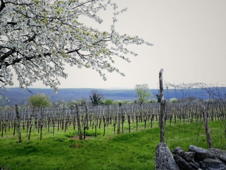 Escursione “Il sentiero della pietra – Pot kamna” | 11 Maggio 2025 – Trieste