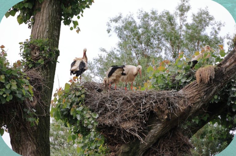 Visita guidata all’Oasi delle cicogne a Fagagna e al Lago di Cornino