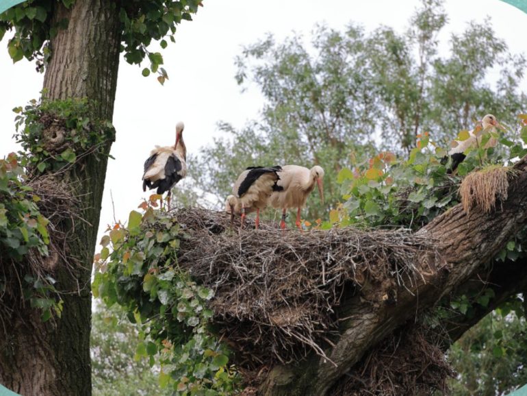 Visita guidata all’Oasi delle cicogne a Fagagna e al Lago di Cornino