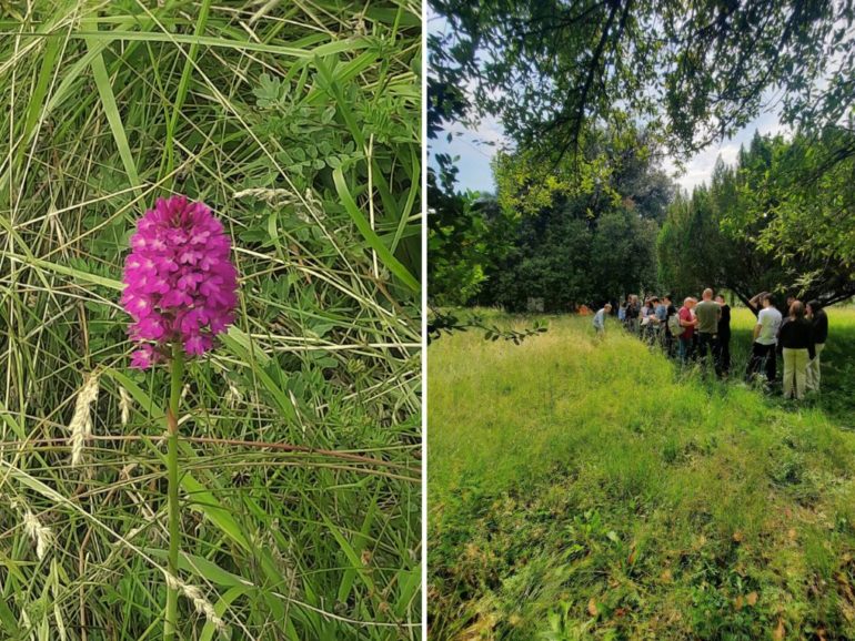 La biodiversità urbana di Gorizia – Il tesoro nascosto del Parco Basaglia