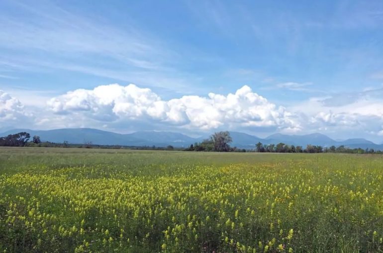 Fioriture delle aree golenali: passeggiata a Spilimbergo | 07 Giugno 2025
