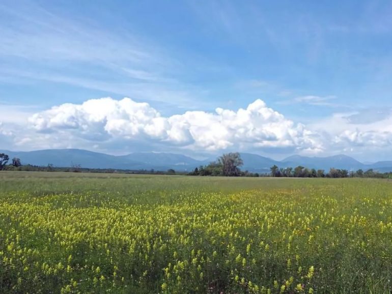 Fioriture delle aree golenali: passeggiata a Spilimbergo | 07 Giugno 2025