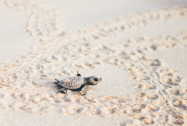 Tartarughe marine: record storico nel 2025